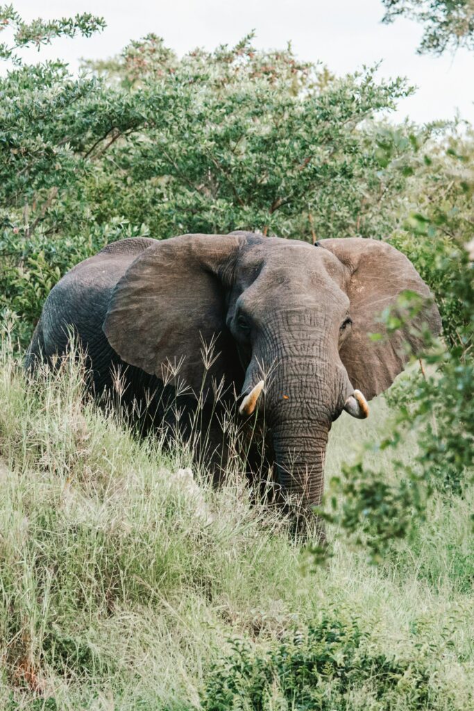 picture of an elephant surrounded by grass